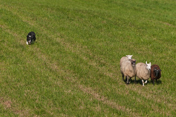 Obraz premium Stock Dog Herds In Group of Sheep (Ovis aries)