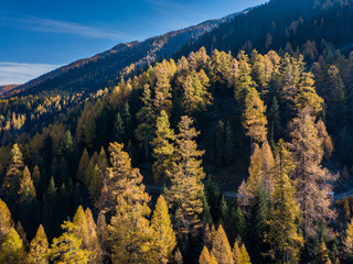 Aerial view of yellow conifer in autumn. Beautiful morning light in Switzerland