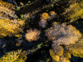 Aerial view of yellow conifer in autumn. Beautiful morning light in Switzerland