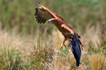 Hawk in flight