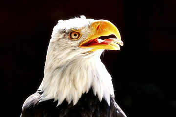 Fish Eagle