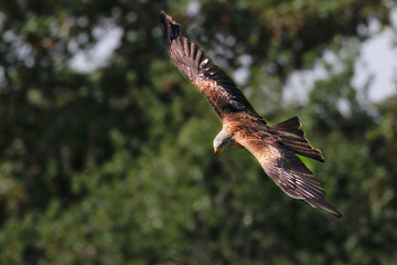 Red Kite in flight