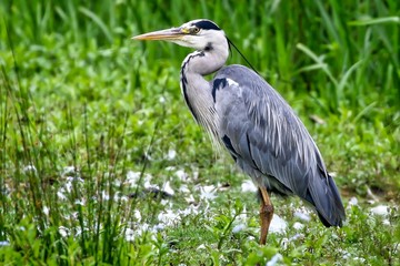 Grey Heron