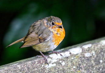 Robin