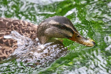 Mallard Duck