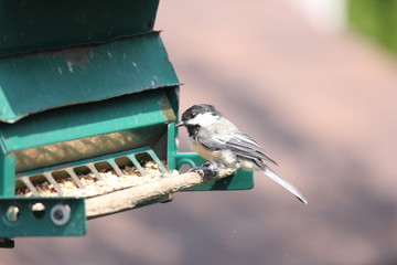 Naklejka premium Black-capped Chickadee (Poecile atricapillus) on a back yard bird feeder. It is a small, nonmigratory, North American songbird. 