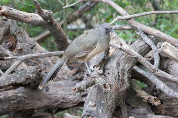 Plain Chachalaca