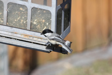 Black-capped Chickadee (Poecile atricapillus) on a back yard bird feeder. It is a small, nonmigratory, North American songbird.     