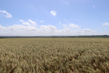 Farm Crop