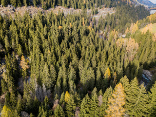 Aerial view of conifer trees in autumn forest. Spectacular colors in swiss mountain forest in sun light