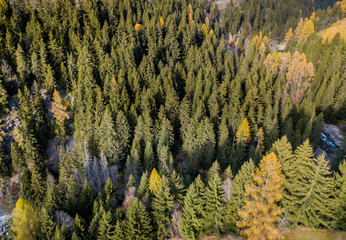 Aerial view of conifer trees in autumn forest. Spectacular colors in swiss mountain forest in sun light
