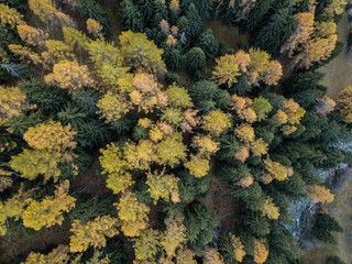 Aerial view of conifer trees in autumn forest. Spectacular colors in swiss mountain forest in sun light