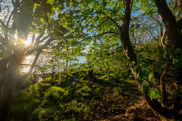Fototapeta premium Woodland on the shore of Loch Lomond