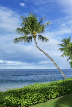 Kaanapali Lawn and Palm