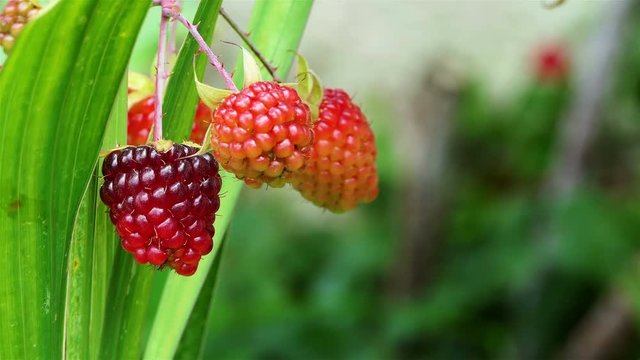 Macro red raspberry plant. Ripe fruits on a wild red Raspberry. Close up view of a ripe red raspberry fruit in a garden. healthy and organic food concept. nature background. ecology concept.