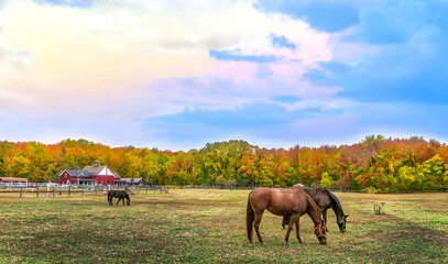 Fototapeten Autumn landscape of horses grazing on a Maryland farm wth Fall colors © flownaksala