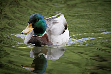 Mallard Duck