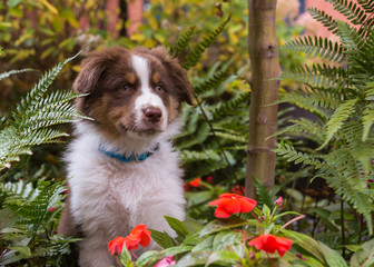 An australian shepherd puppy sitting inside of a flower pot with green ferns and red flowers