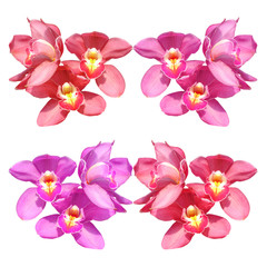 Beautiful  orchid flower isolate on white background