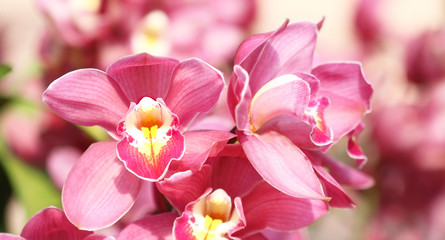 Fototapeta na wymiar Beautiful purple orchid in the park public