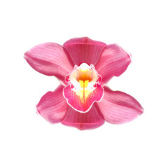 Fototapeta na wymiar Beautiful pink orchid isolate on white background