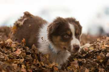 An australian shepherd puppy plays in a pile of leaves