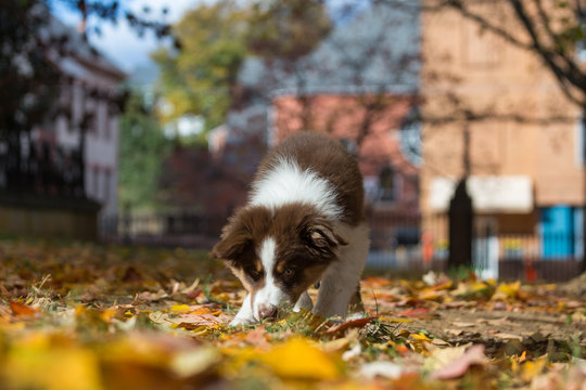 An australian shepherd puppy sniffs the ground and the leaves that fell during fall