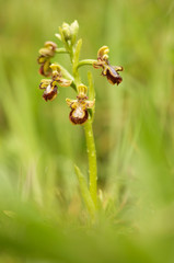 Flower in the grass.