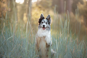 Dog border collie in the grass