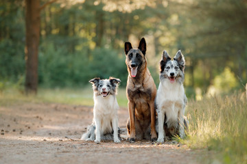 Two border collie and Belgian shepherd on the nature