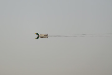 Duck on the Foggy Lake