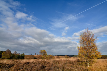 Fototapeta na wymiar Autumn Landscape, Cannock Chase