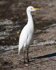 Cattle Egret