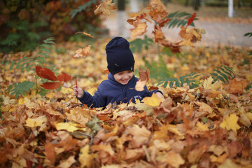 autumn, a little boy sits in leaves, throws leaves upward