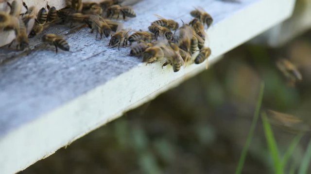 abeilles