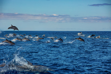 Big pod of wild dolphins