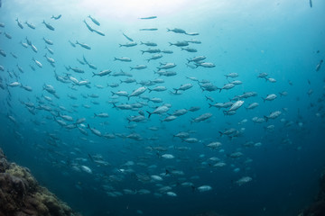 Fototapeta na wymiar Fish shoal underwater on deep blue sea water with coral reef background