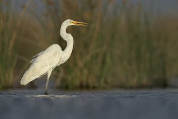 Garza Blanca