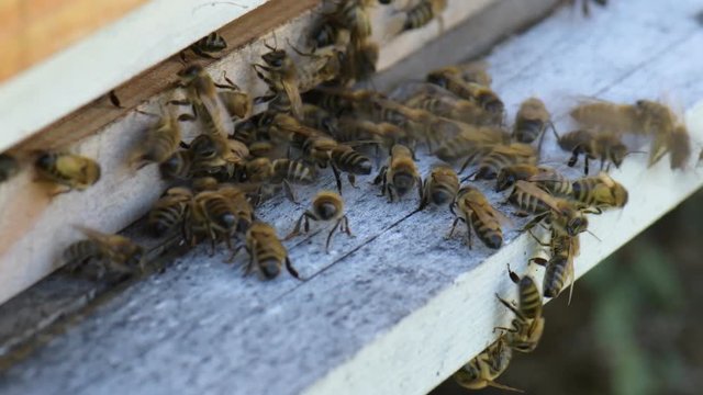 abeilles