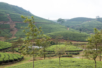 Kerala Tea Plantation