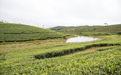 India Tea Plantation