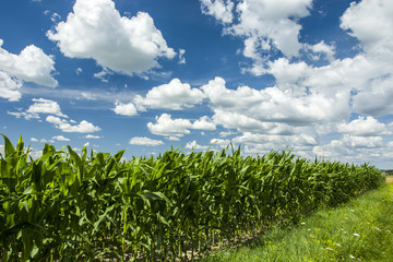 Corn field and blue sky