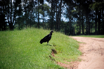 Urubu à beira da estrada