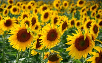 sunflower field.