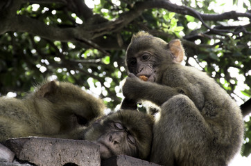 Monkey in Gibraltar