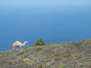 Dromedar auf La Palma