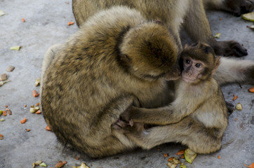 Monkey in Gibraltar