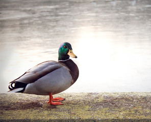 Wild duch male, winter