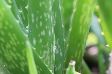 Fototapeta premium Aloevera green leaves with water drops closed up image