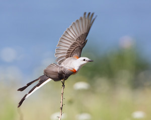 Scissor-tailed Flycatcher
